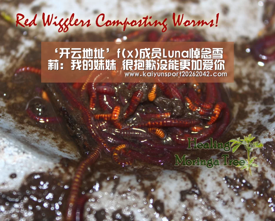 ‘开云地址’f(x)成员Luna悼念雪莉:我的妹妹 很抱歉没能更加爱你(图1) 开云下载